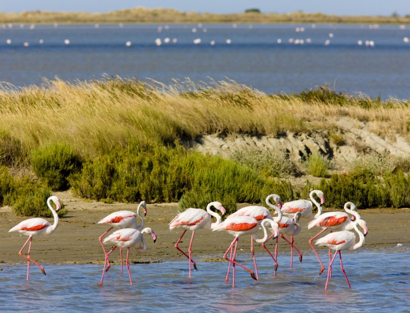 camargue